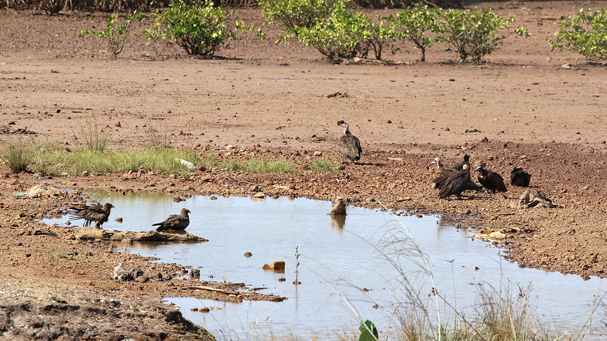 Hooded Vultures and Yellow-biled Kites